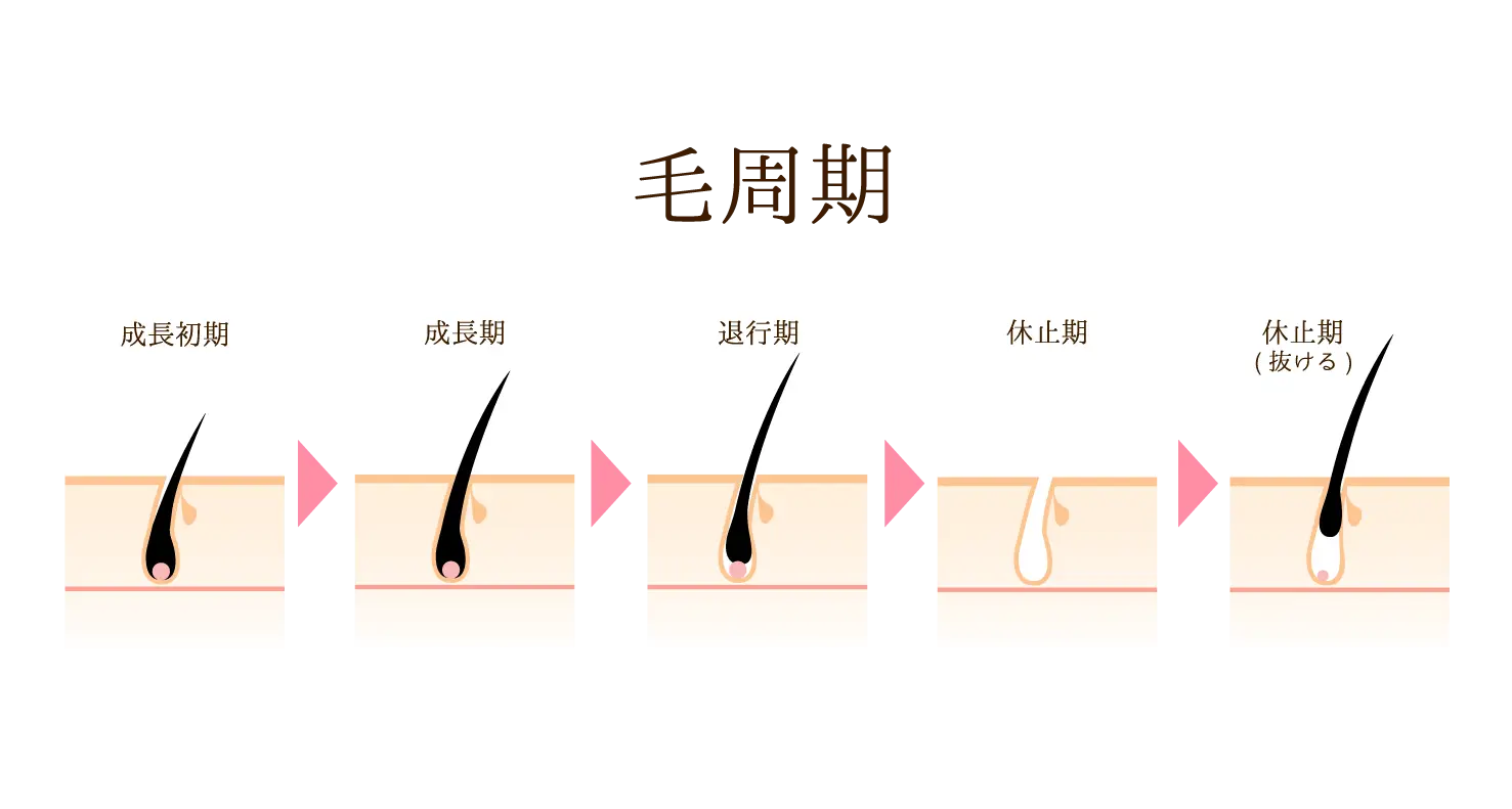 ヒゲの毛周期の遷移